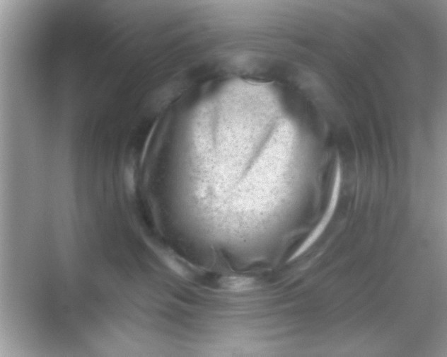 X0000068280334200605051848