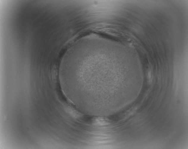 X0000068280372200605051848