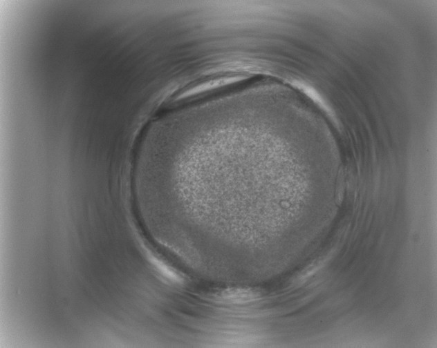 X0000068280445200605051846