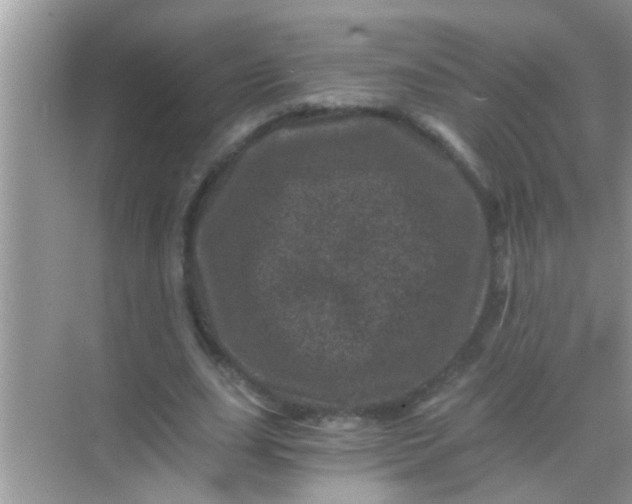 X0000068280631200605051842