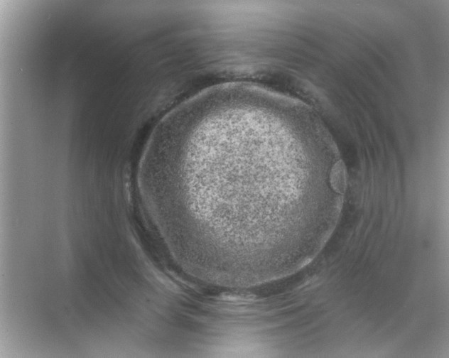 X0000068280642200605051842