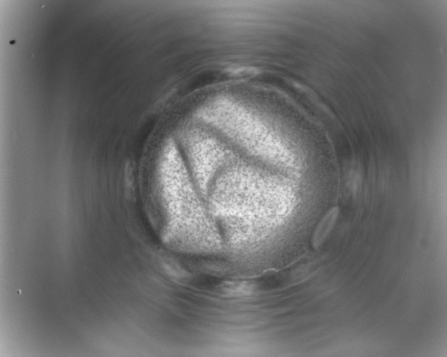 X0000068280667200605051843