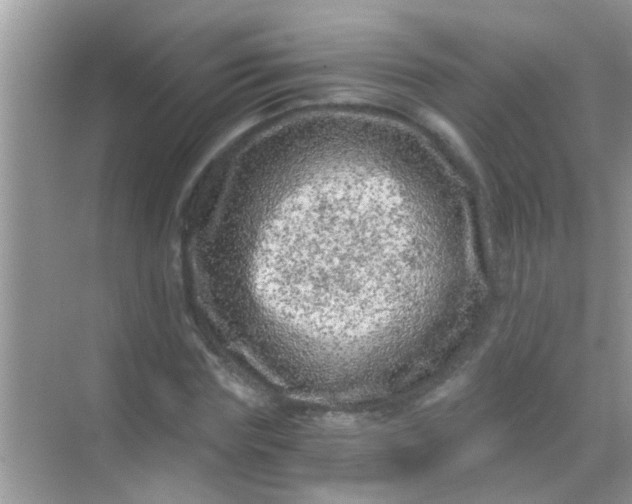 X0000068280827200605051839