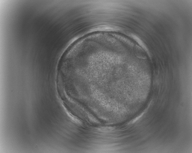 X0000068280837200605051839