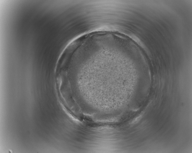 X0000068280838200605051839