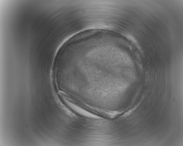 X0000068280928200605051838