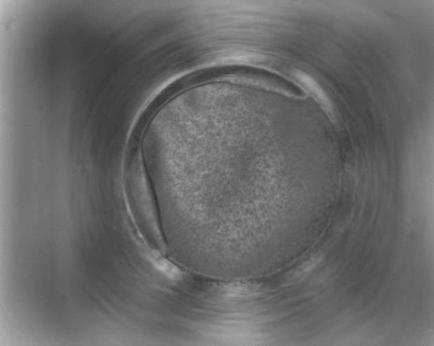 X0000068280948200605051838