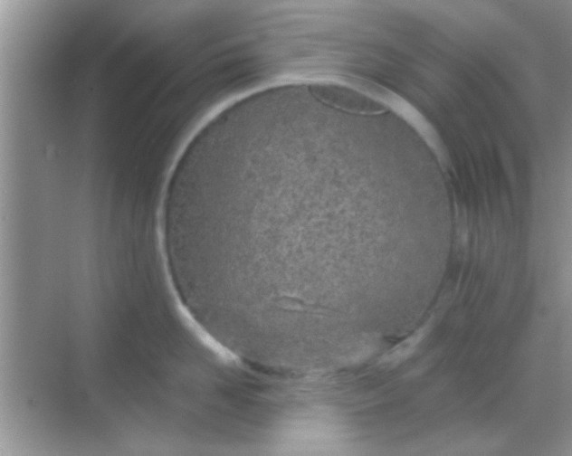 X0000068280958200605051838