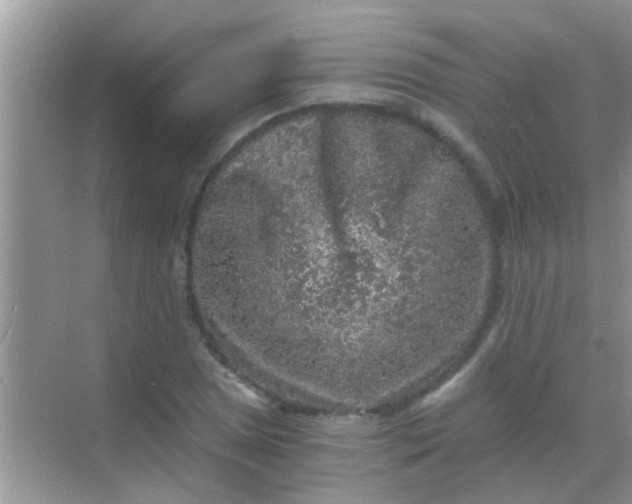 X0000068281025200605051836