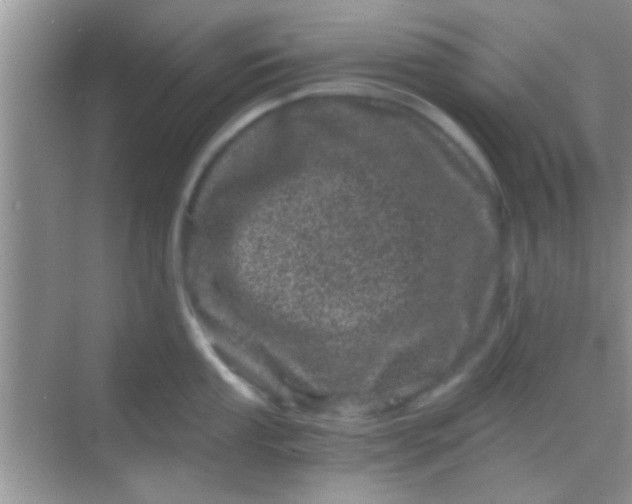 X0000068281053200605051836