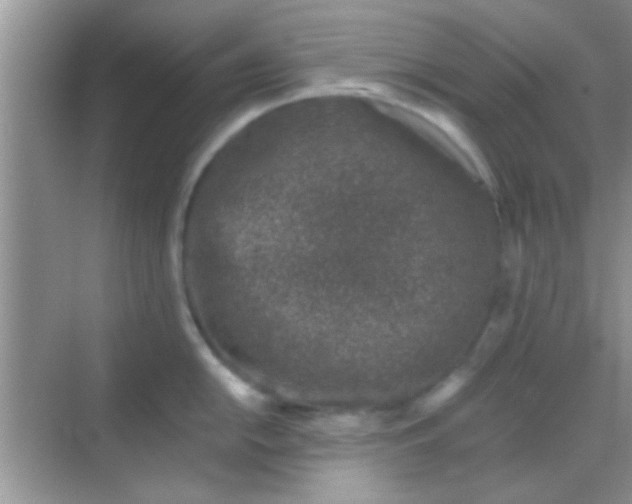 X0000068281054200605051836