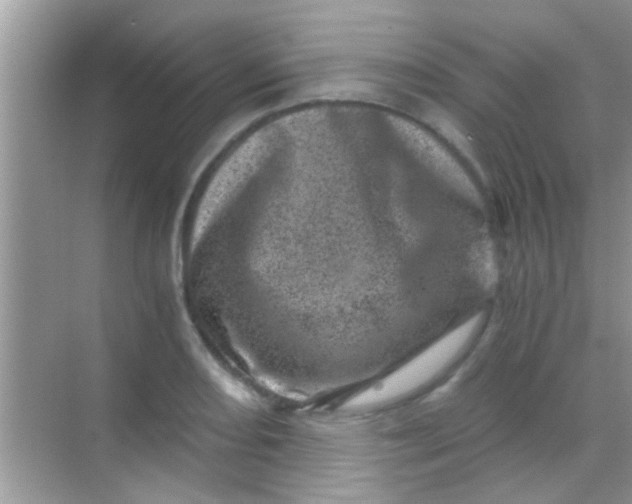 X0000068281082200605051835