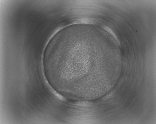 X0000068281091200605051835