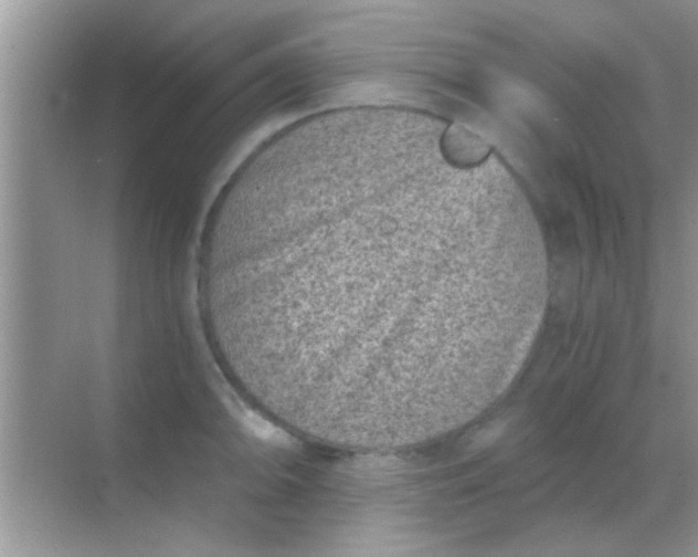 X0000068281094200605051835