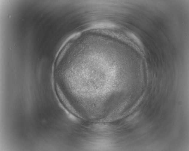 X0000068281103200605051835