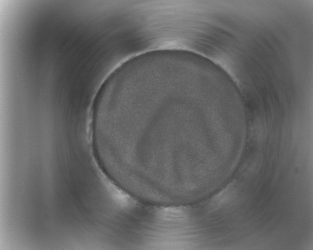 X0000068281126200605051834