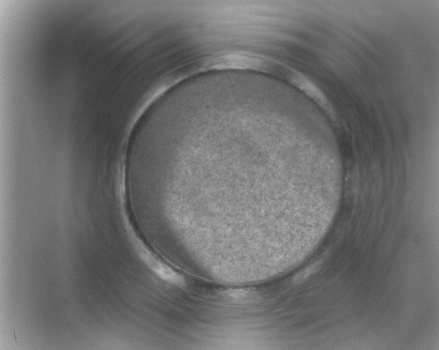 X0000068281130200605051834