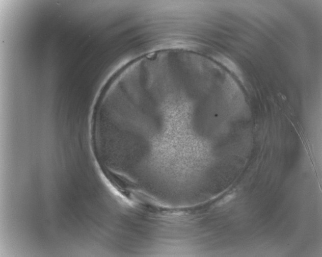 X0000068281135200605051835