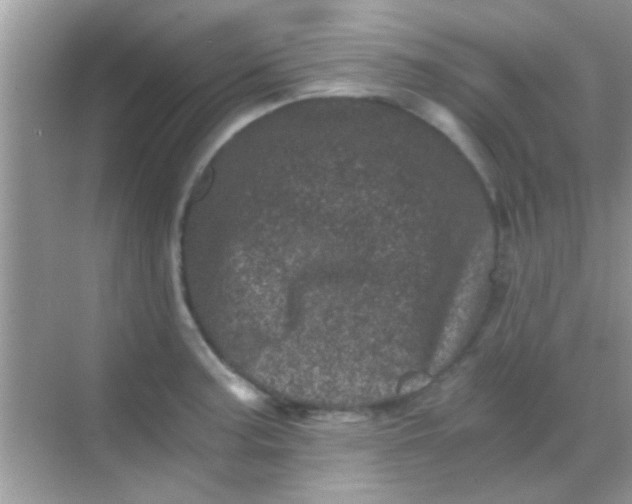 X0000068281187200605051833