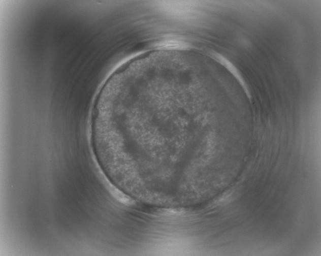 X0000068281195200605051833