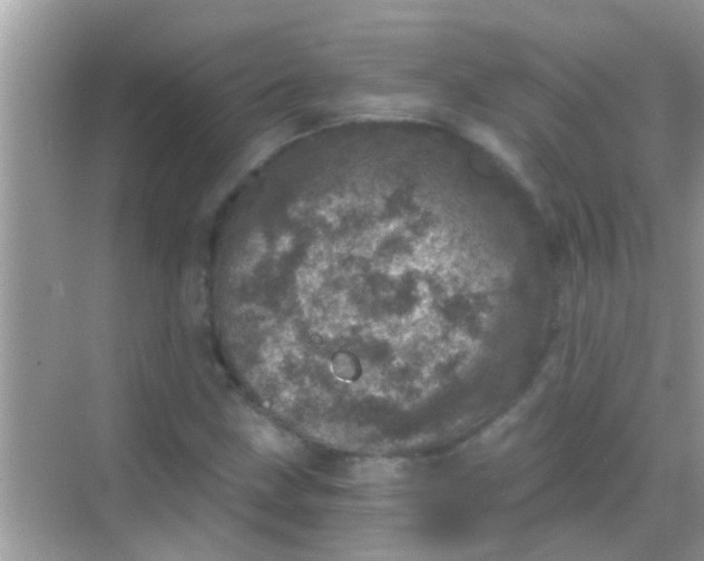 X0000068281211200605051833