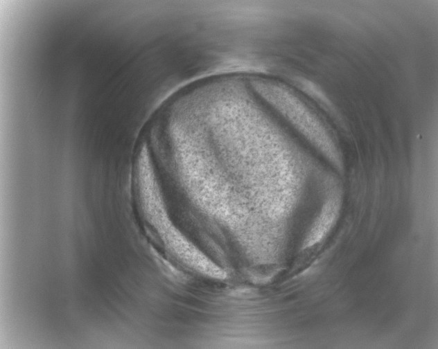 X0000068281220200605051833