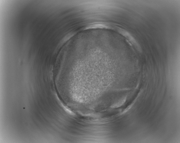 X0000068281233200605051833