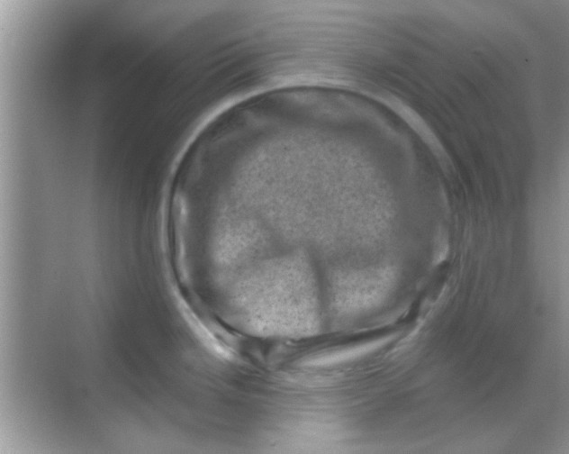 X0000068281246200605051833