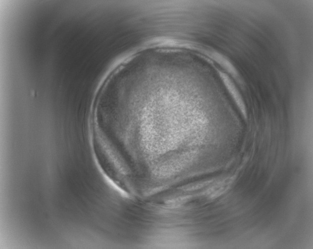 X0000068281247200605051833