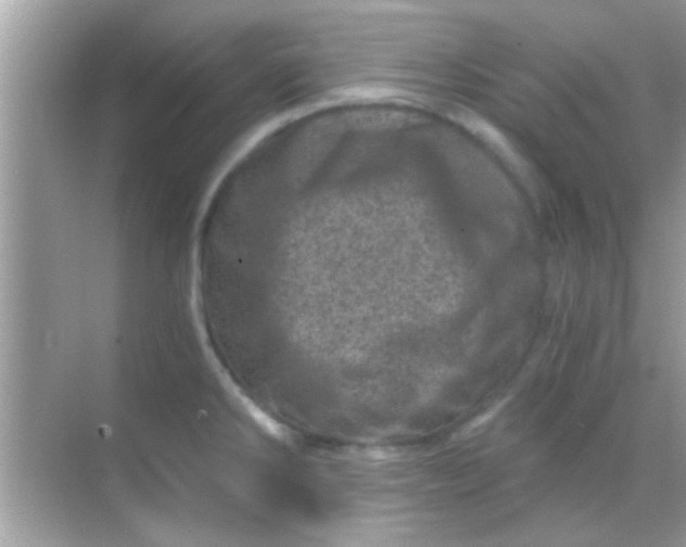 X0000068281286200605051832