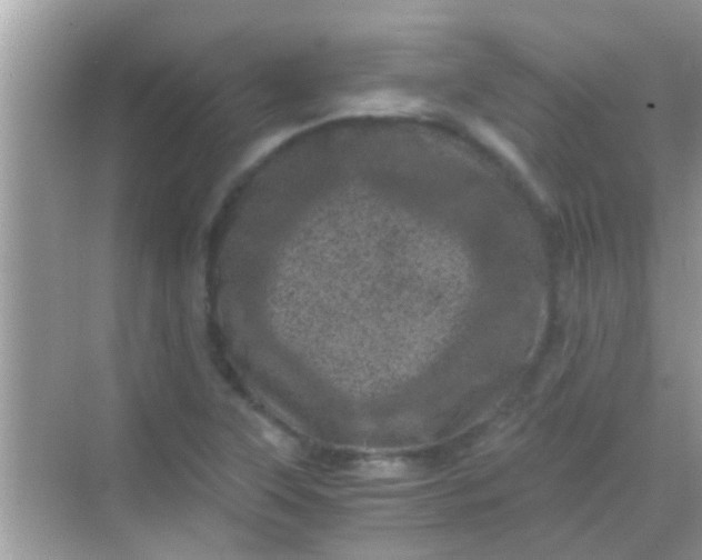 X0000068281315200605051831