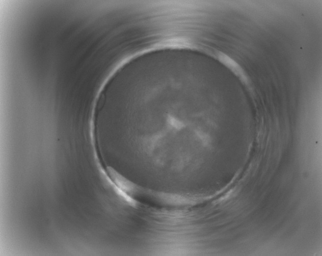 X0000068281334200605051831