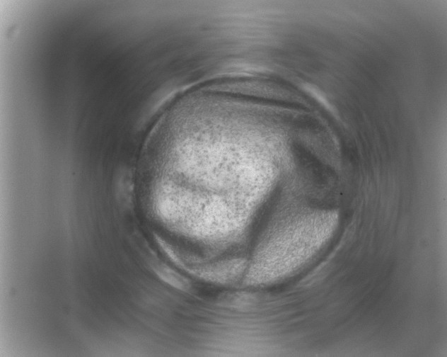 X0000068281355200605051831