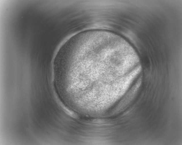 X0000068281371200605051830