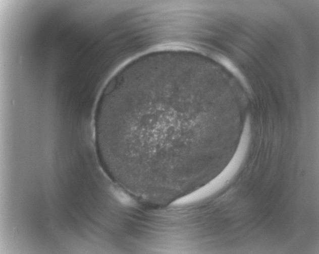 X0000068281372200605051830