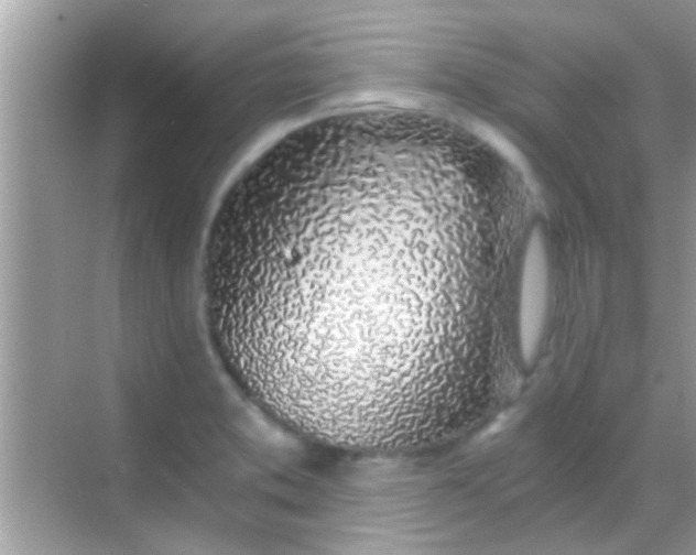 X0000068281373200605051830