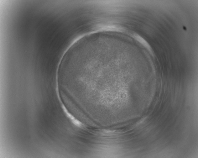 X0000068281439200605051830