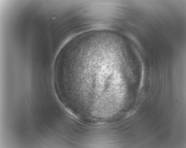 X0000068281467200605051829