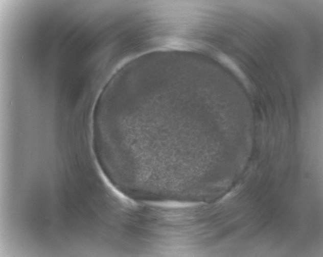 X0000068281479200605051829