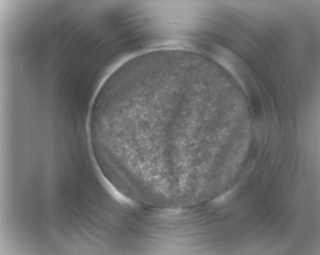 X0000068281482200605051829