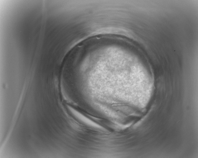 X0000068281505200605051828