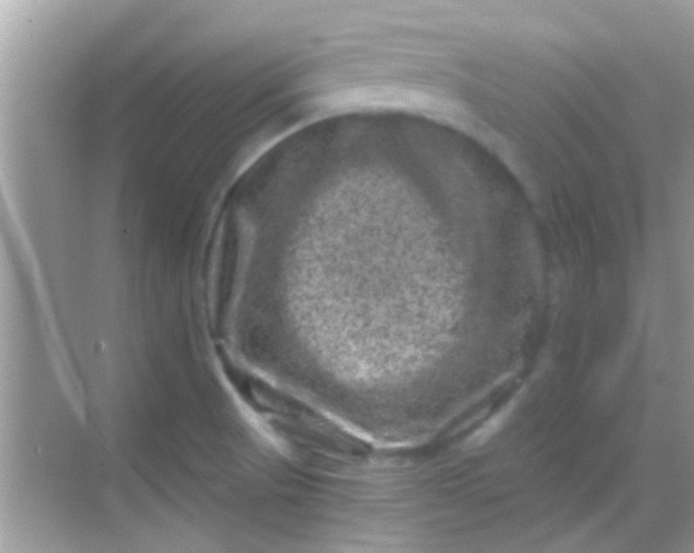 X0000068281521200605051828