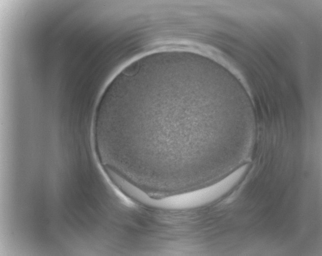 X0000068281533200605051828