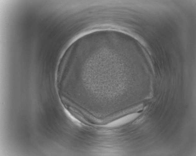 X0000068281535200605051828