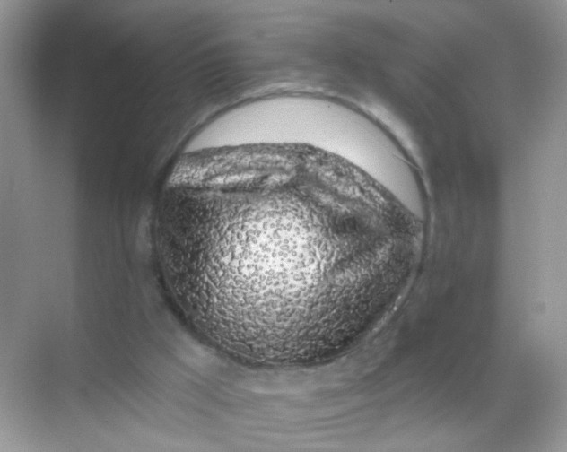 X0000068280009200605121924