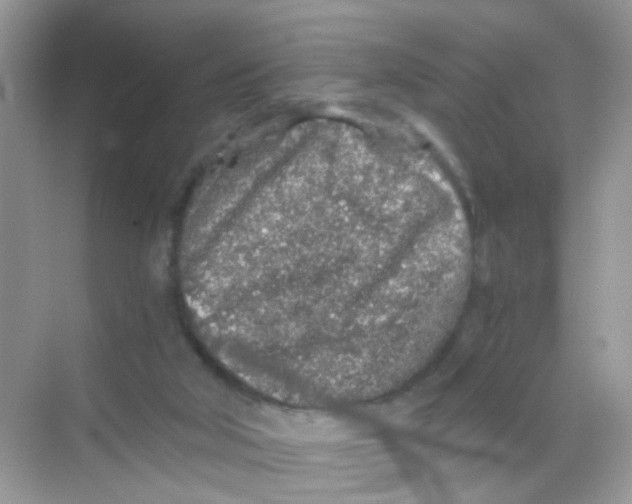 X0000068280018200605121924