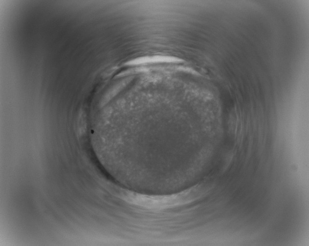 X0000068280043200605121923