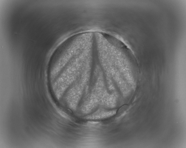 X0000068280055200605121922