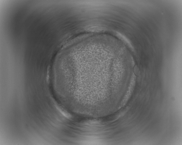 X0000068280065200605121923