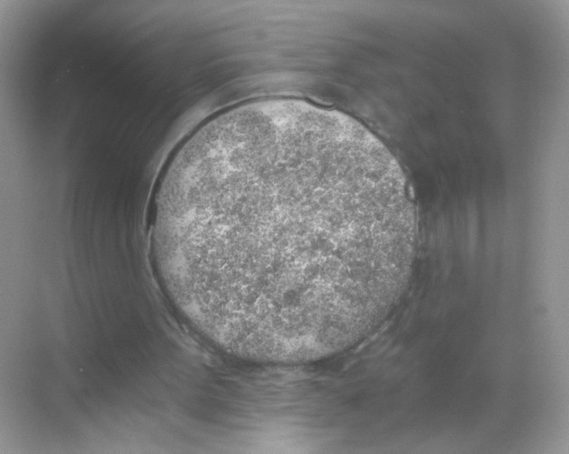 X0000068280099200605121922